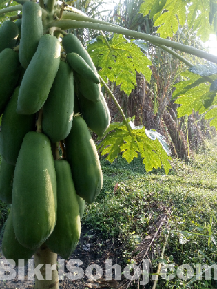 papaya seeds